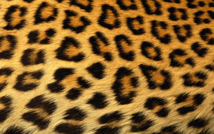abstract, Skin, Leopard, Print HD Wallpaper Desktop Background