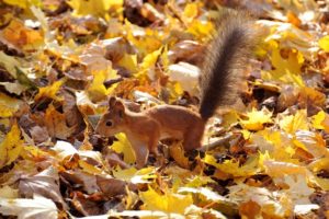 protein, Red, Fluffy, Tail, Leaves, Autumn, Squirrel