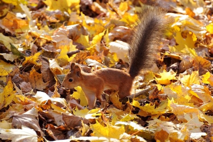 protein, Red, Fluffy, Tail, Leaves, Autumn, Squirrel HD Wallpaper Desktop Background