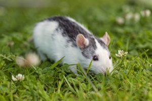 rat, Grass, Clover