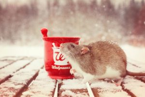 rat, Rodent, Mortar, Snow, Winter