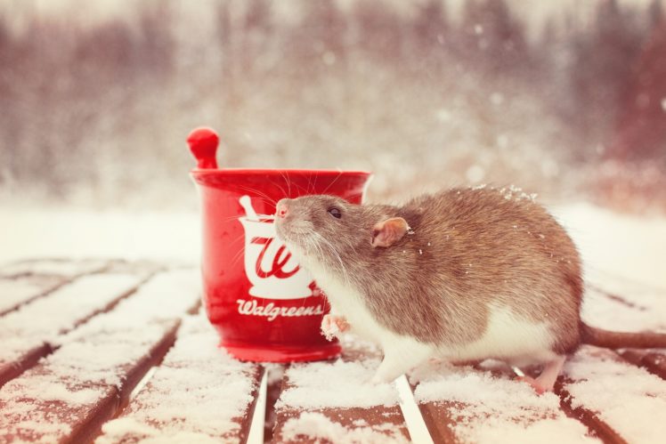 rat, Rodent, Mortar, Snow, Winter HD Wallpaper Desktop Background