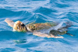 turtle, Water, Swim