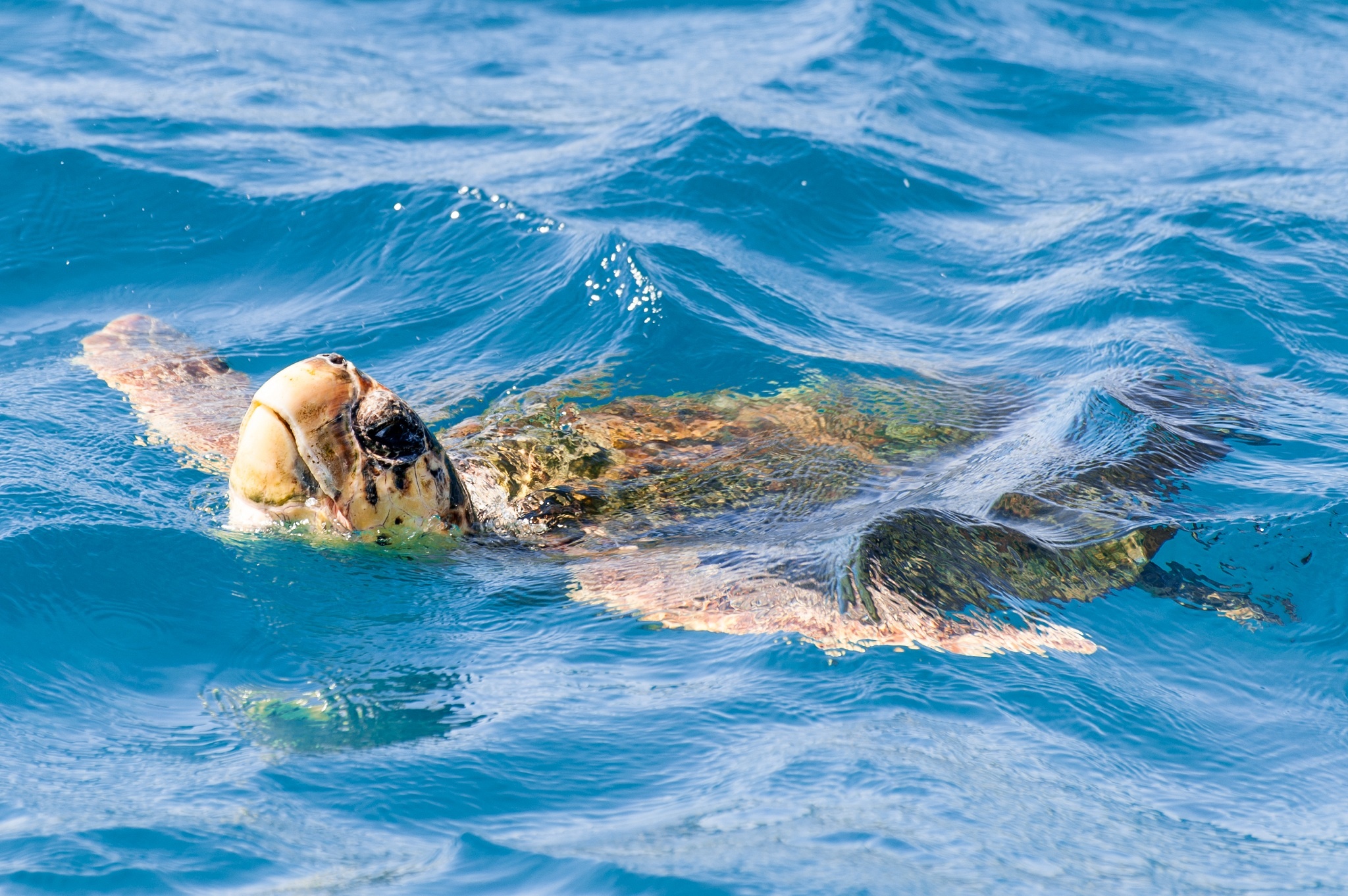 turtle, Water, Swim Wallpaper