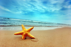 starfish, On, A, Beach