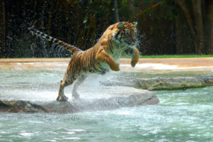 powerful, Tiger, Jump