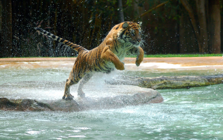 powerful, Tiger, Jump HD Wallpaper Desktop Background