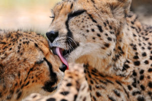 leopards, Lick, Each, Other