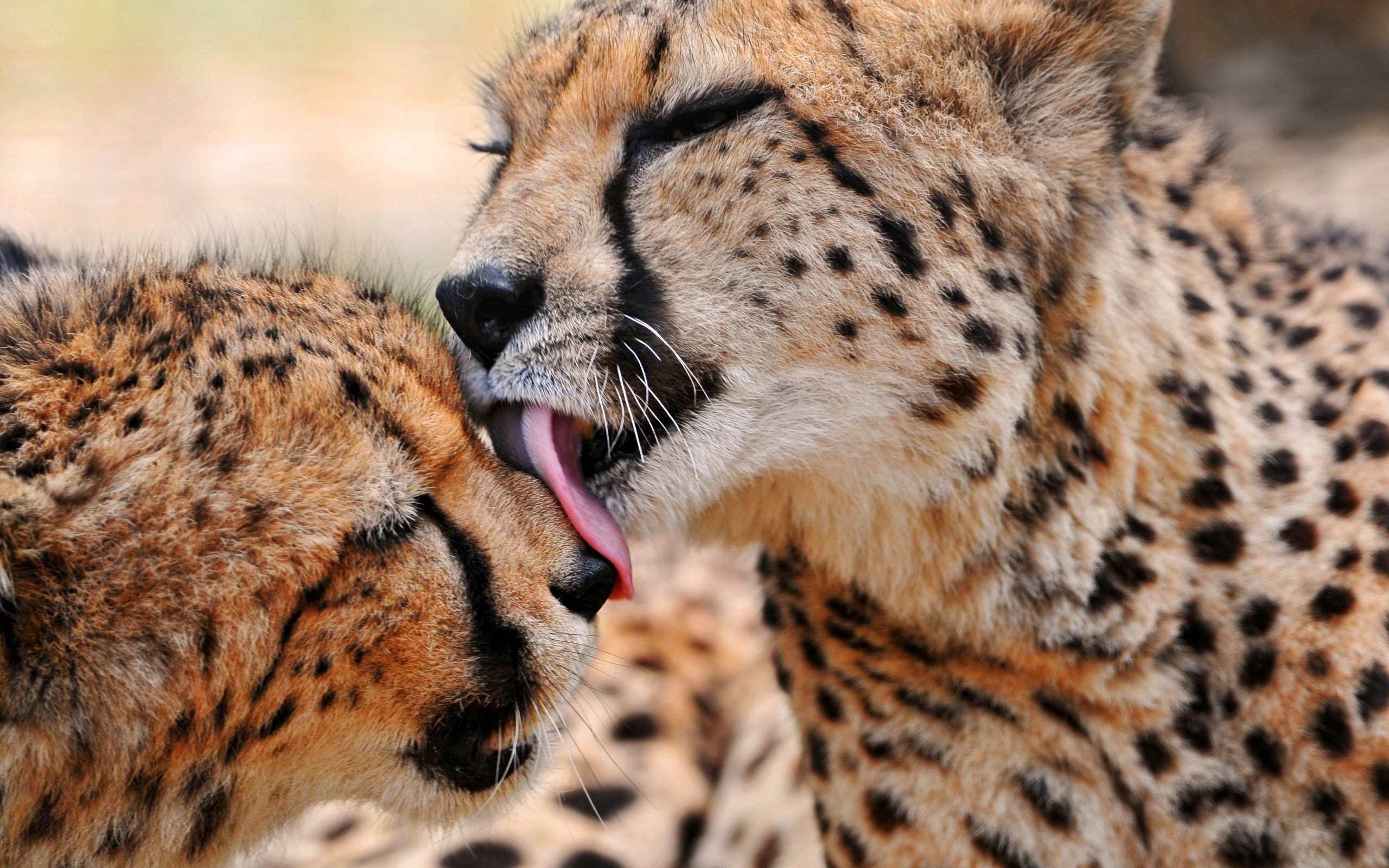 leopards, Lick, Each, Other Wallpaper
