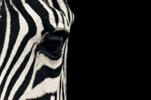 up, Eyes, Animals, Zebras, Macro, Mammals, Stripes