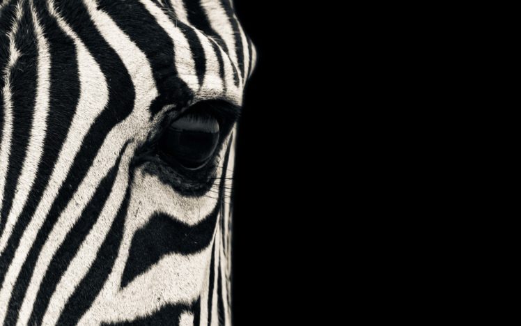 up, Eyes, Animals, Zebras, Macro, Mammals, Stripes HD Wallpaper Desktop Background