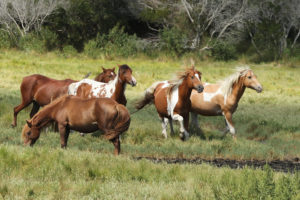 chincoteague, Ponies, Assateague, Ponies, Wild, Horses, Horse