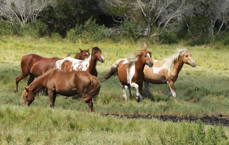 chincoteague, Ponies, Assateague, Ponies, Wild, Horses, Horse HD Wallpaper Desktop Background