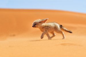 fox, Sand, Desert