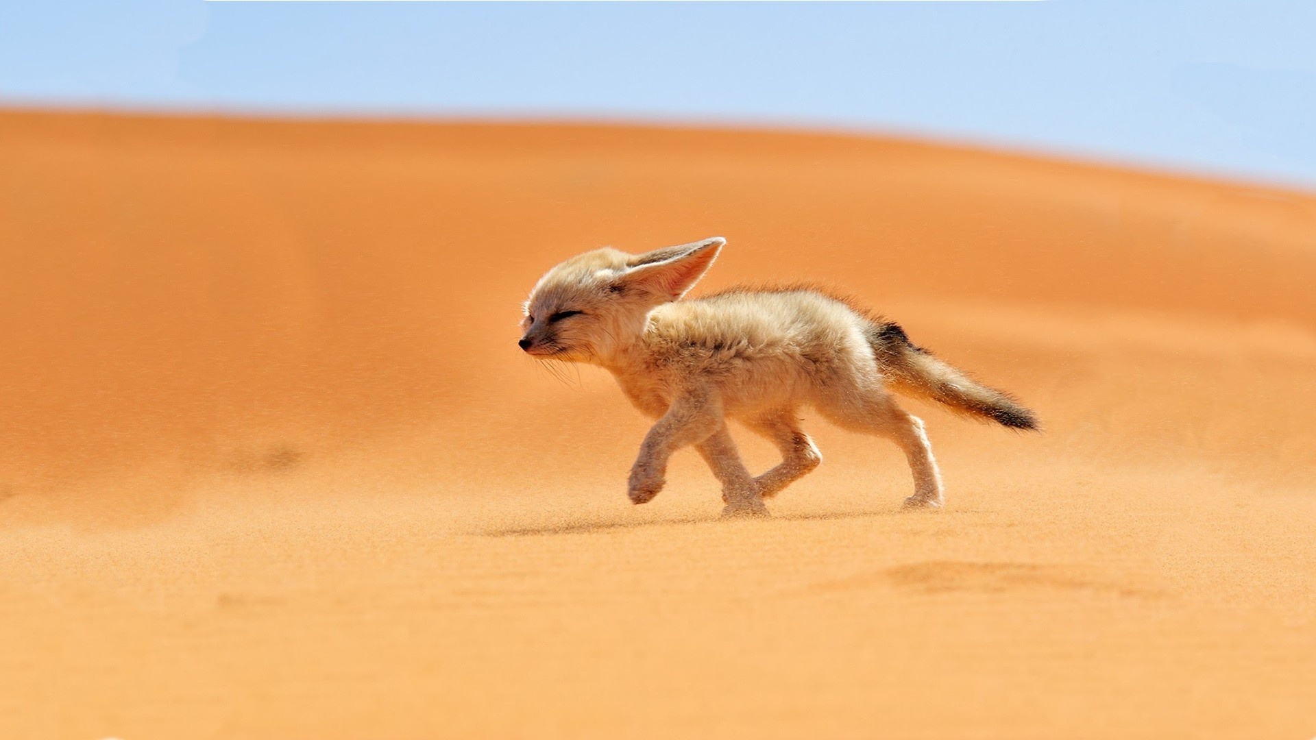 fox, Sand, Desert Wallpaper