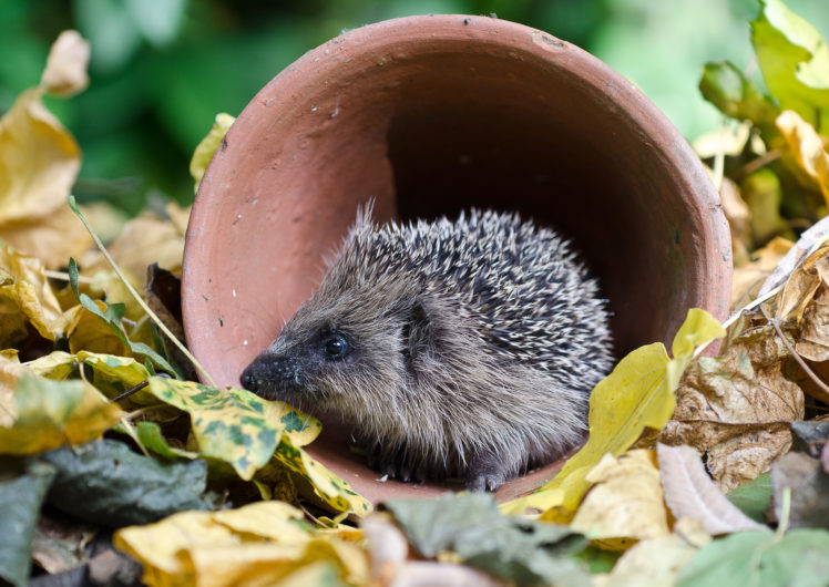 hedgehog, Leaves, Autumn, Gg HD Wallpaper Desktop Background