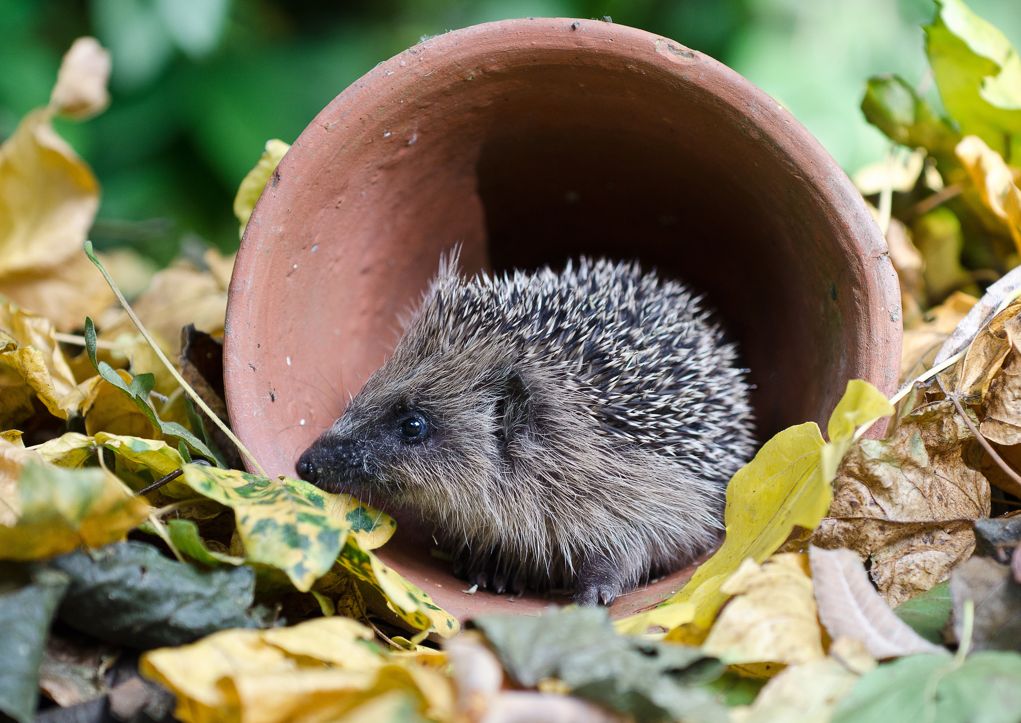 hedgehog, Leaves, Autumn, Gg Wallpaper
