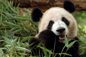 panda, Bear, Bamboo, China