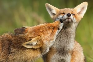 red, Baby, Animals, Mother, Canine, Foxes
