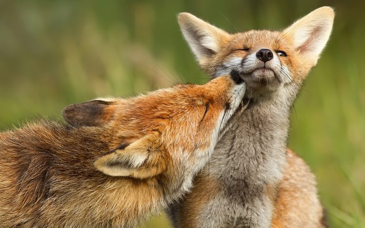 red, Baby, Animals, Mother, Canine, Foxes Wallpapers HD / Desktop and  Mobile Backgrounds