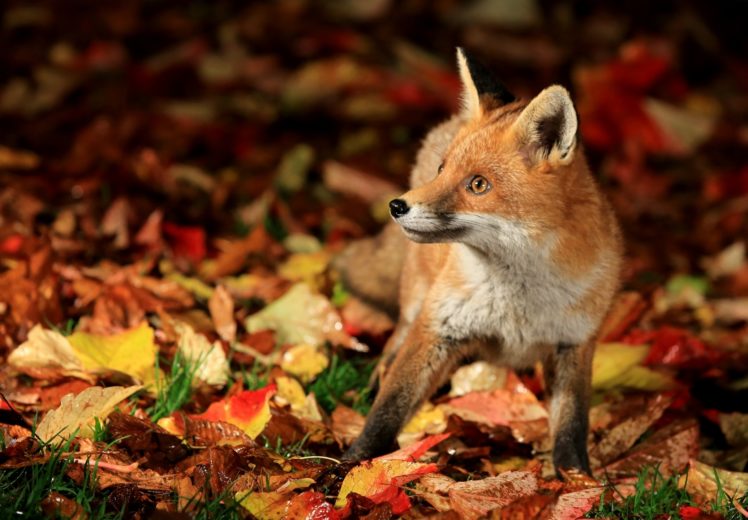 fox, Leaves, Autumn HD Wallpaper Desktop Background