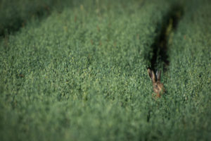bunny, Rabbit