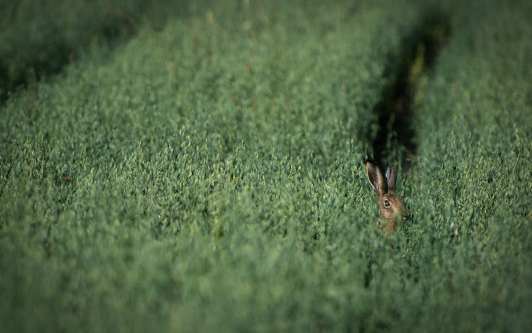 bunny, Rabbit HD Wallpaper Desktop Background