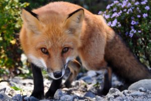 fox, Red, Eyes
