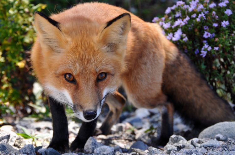 fox, Red, Eyes HD Wallpaper Desktop Background