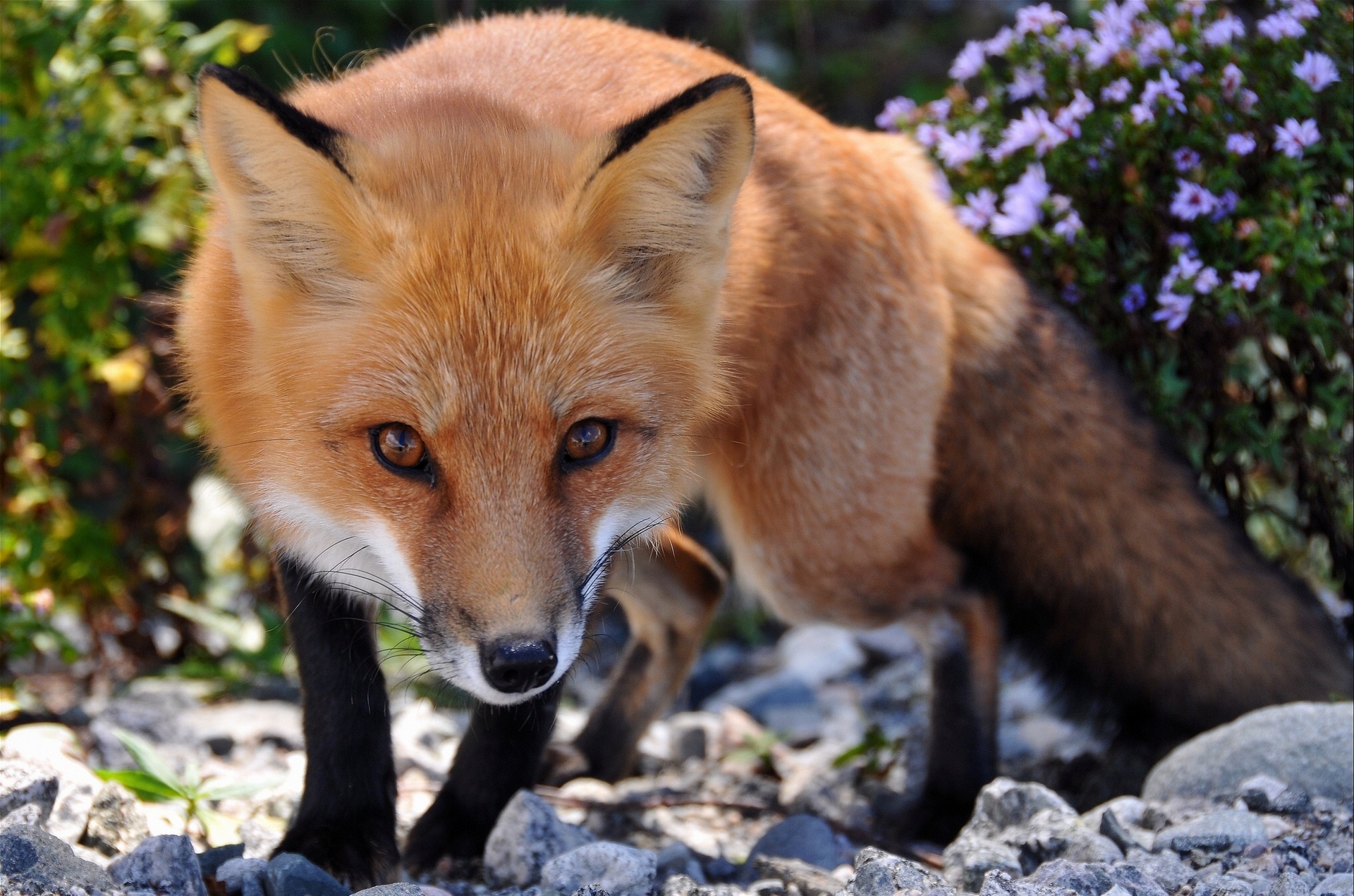 fox, Red, Eyes Wallpaper