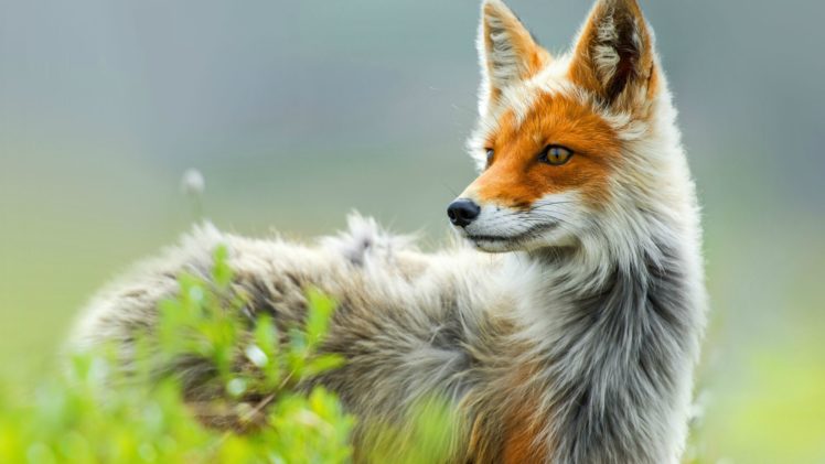 fox HD Wallpaper Desktop Background
