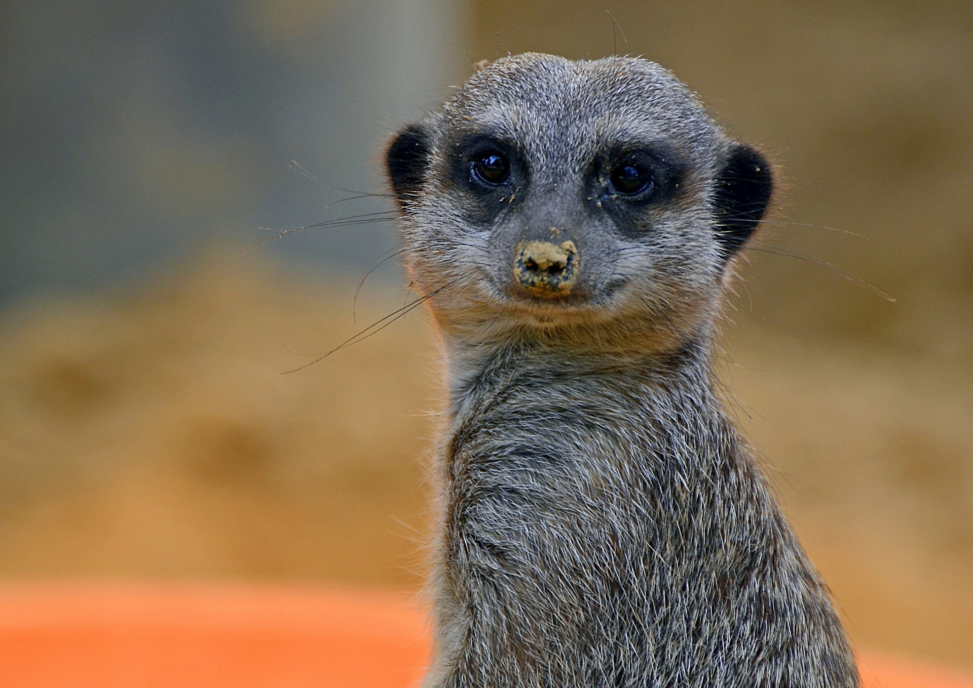 meerkat, Animal, Portrait, Glance Wallpaper