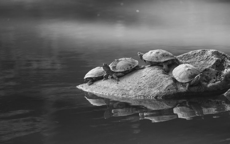 turtle, Tortoise HD Wallpaper Desktop Background