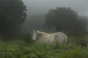 wild, Dartmoor, Pony