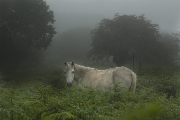 wild, Dartmoor, Pony HD Wallpaper Desktop Background
