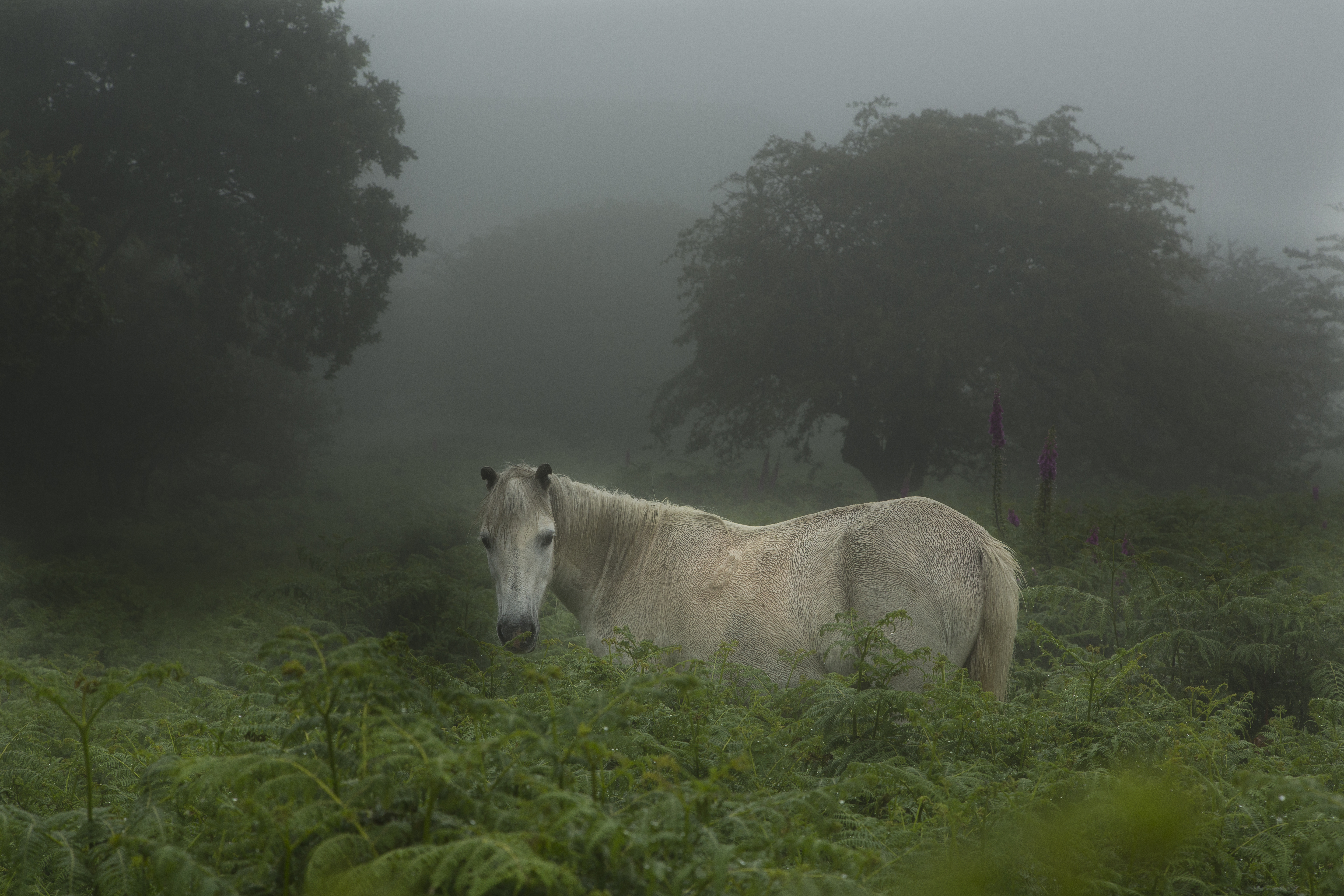 wild, Dartmoor, Pony Wallpaper
