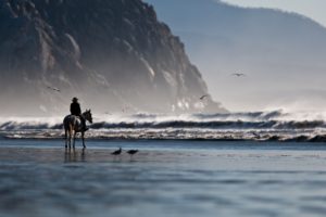 water, Beach, Seas, Shore, Horses