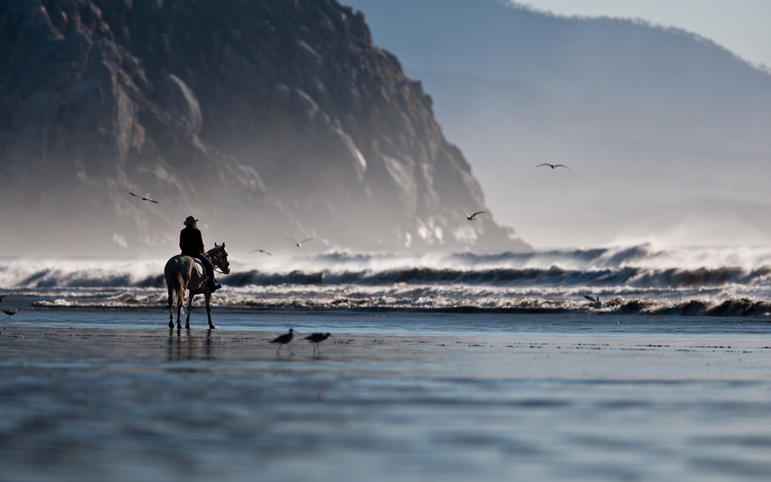 water, Beach, Seas, Shore, Horses Wallpaper