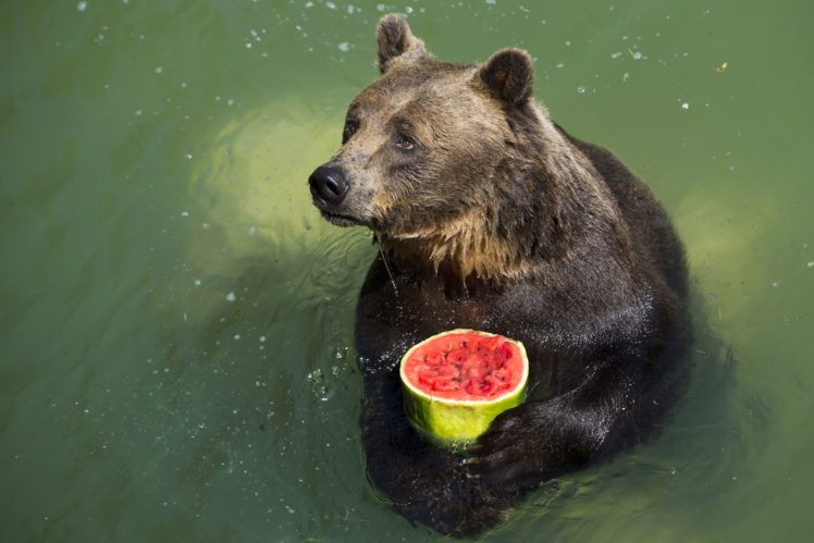 bear, Predator, Animal, Watermelon, Water HD Wallpaper Desktop Background