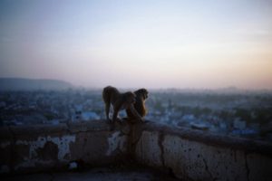 dawn, Animals, Pets, City, Landscape, Monkeys