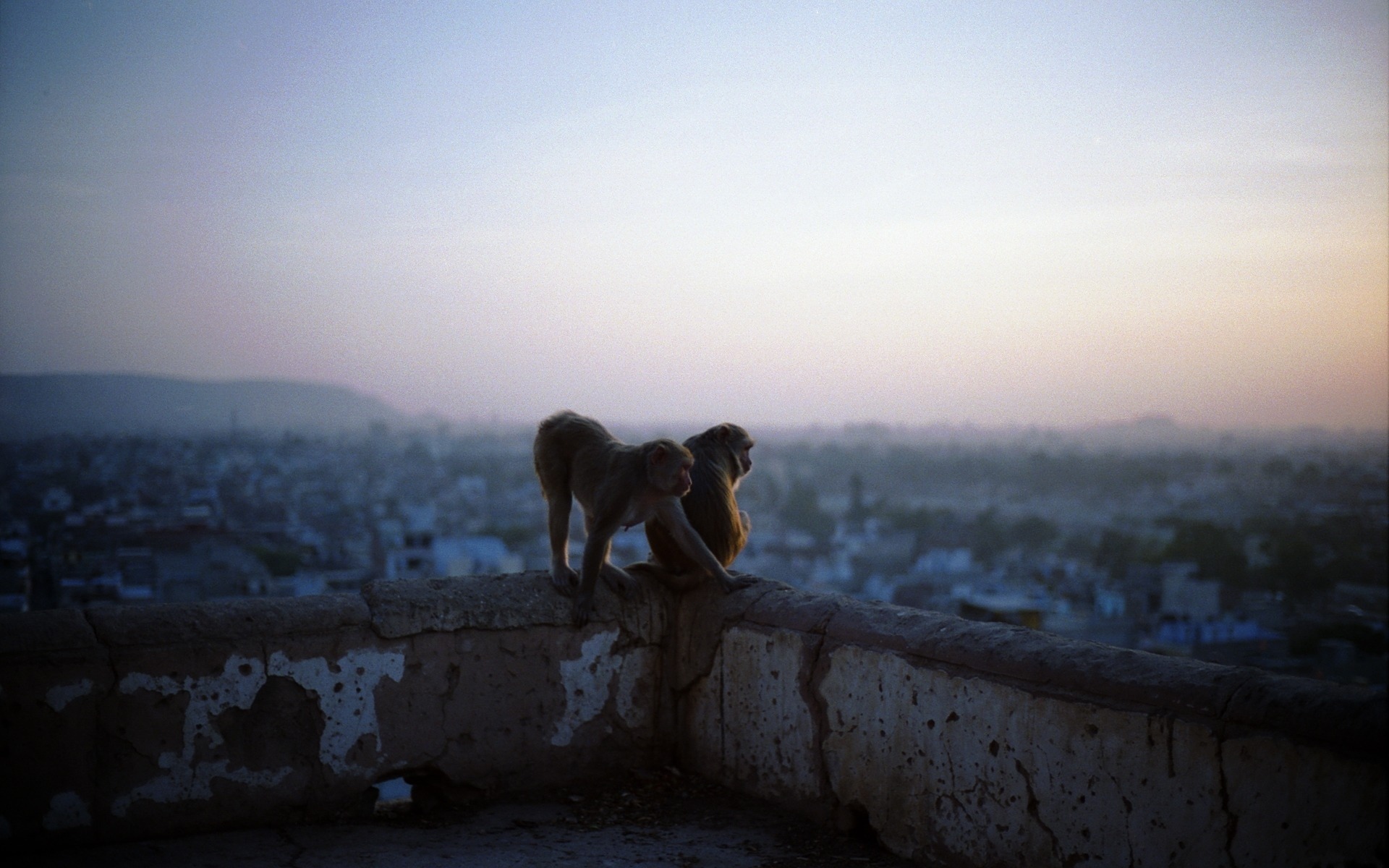 dawn, Animals, Pets, City, Landscape, Monkeys Wallpaper