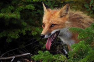 fox, Foxes
