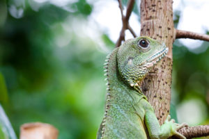 iguana, Lizard