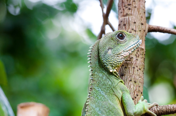 iguana, Lizard HD Wallpaper Desktop Background