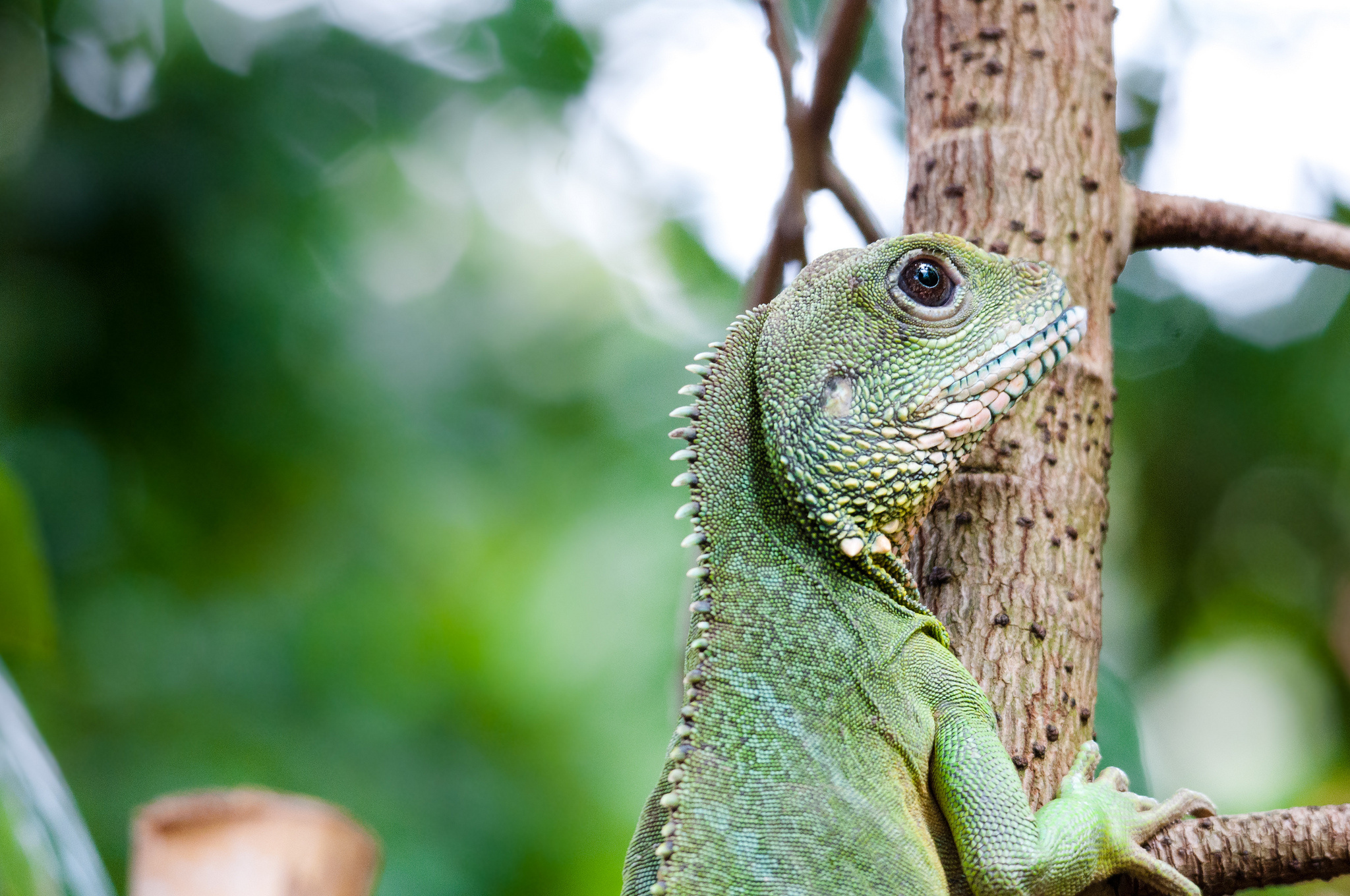 iguana, Lizard Wallpaper