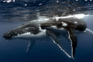 whales, Sea, Nature