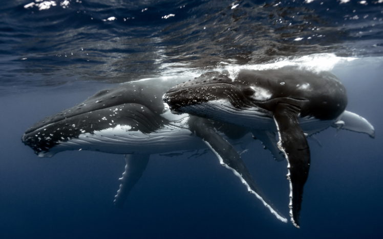 whales, Sea, Nature HD Wallpaper Desktop Background
