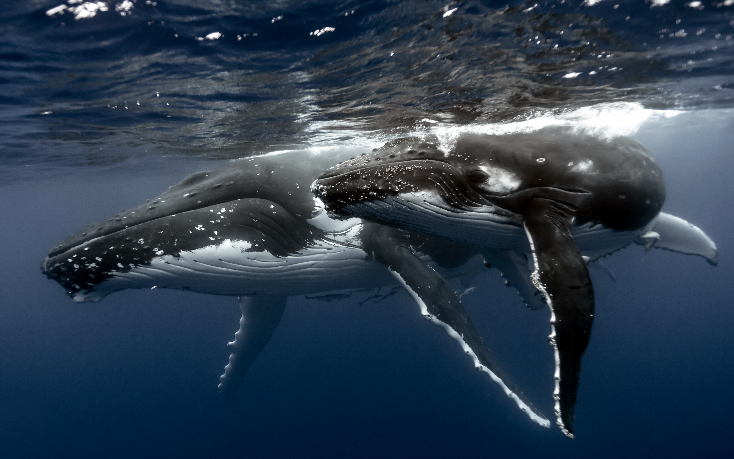 whales, Sea, Nature Wallpaper