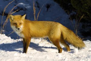 winter, Fox, Snow