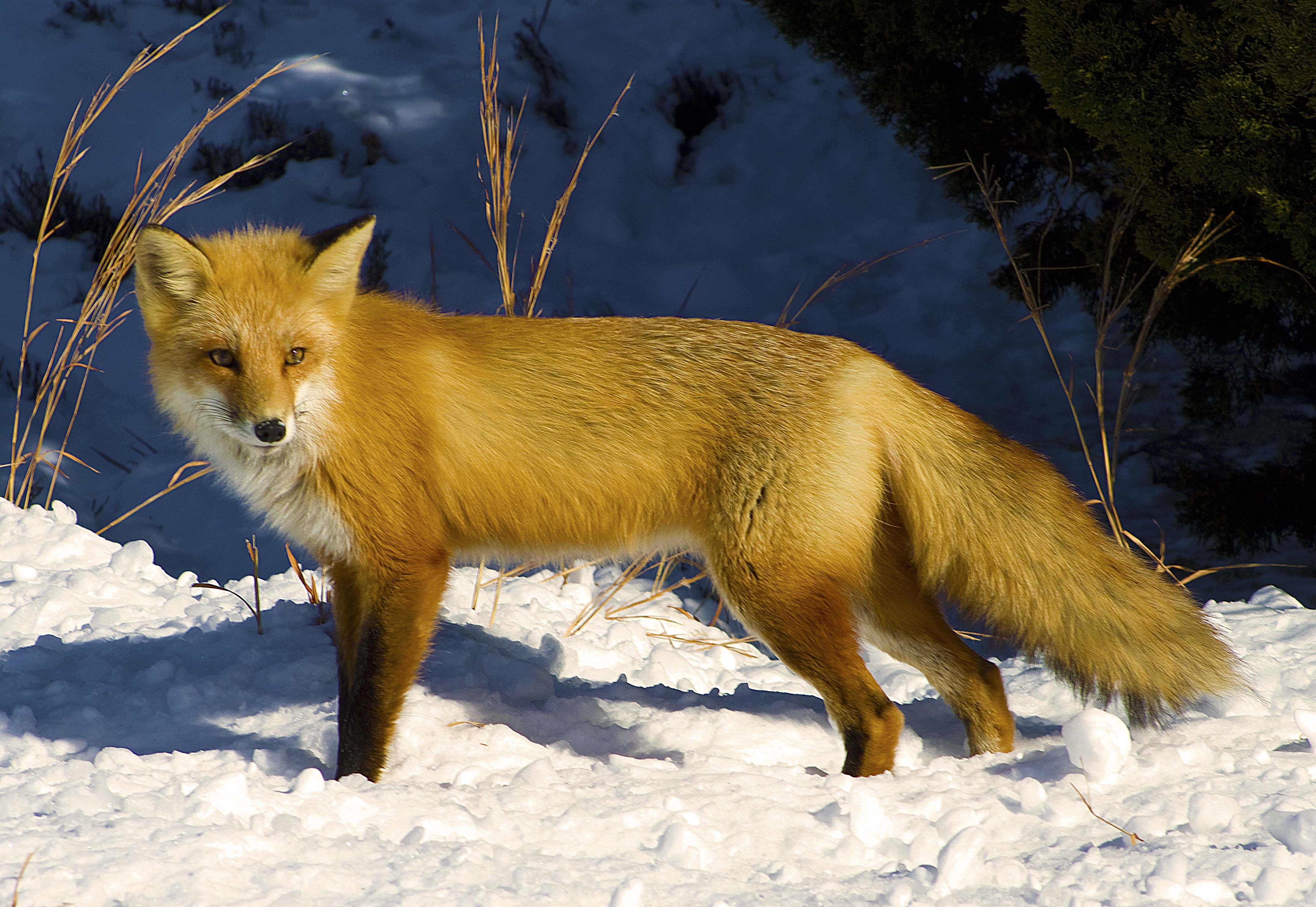 winter, Fox, Snow Wallpaper